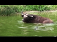 Water Buffalo 1 976